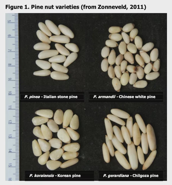 外国人发现吃完中国松子嘴里有怪味,我国随即禁止出口,原理至今不明
