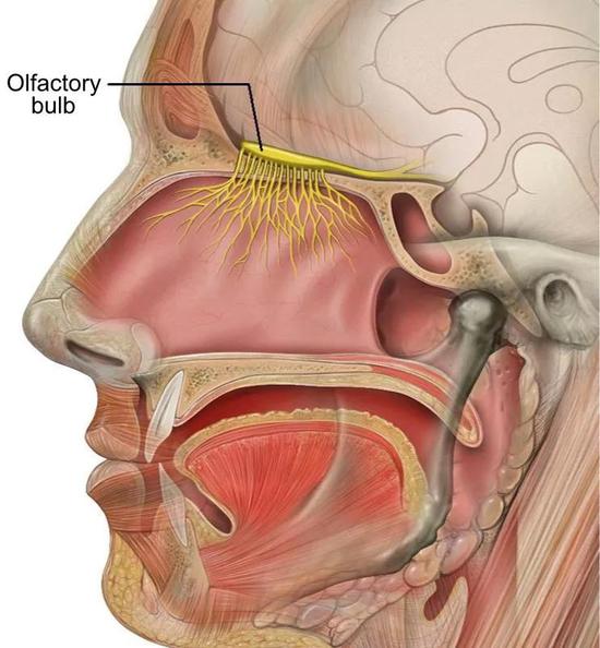 感染这种随处可见的“食脑虫”你可能必死无疑 黄色部分:人的嗅球在脑中所在的位置