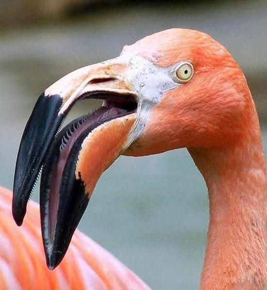 鳄鱼舌头:科学家最新研究:霸王龙原来不能吐舌头…what?! 火烈鸟的舌边有一圈尖刺,不但可以过滤食物,还可以帮助将水压出和防止吞食大块的物体https://www.ranker.com/list/crazy-animal-tongues/eric-vega