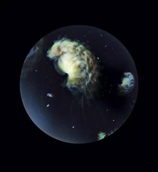 海洋塑料顆粒的微觀樣本。當浮游生物體內沒有塑料時,它是透明的。這些由回收塑料提煉出的微觀樣本被制作成了一種新的生物種類,攝影師用這種方式隱喻塑料顆粒存在于人類世界中并無處不在。圖/Mandy Barker