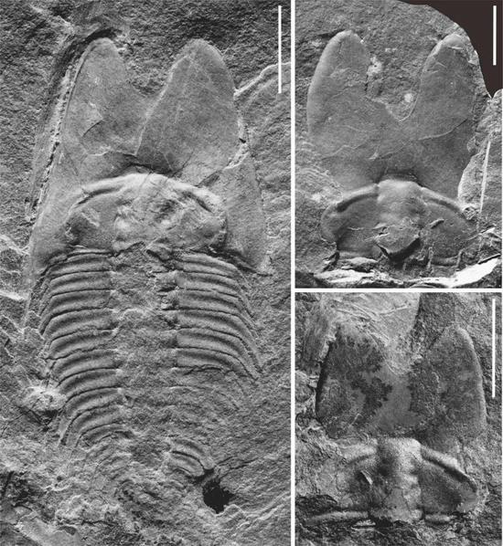 耳形范特西虫（Phantaspis auritus）的较完整背壳（左）及头盖标本（右）