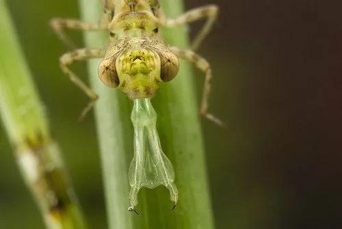 攻击的瞬间    （图片来源：naturepl.com）