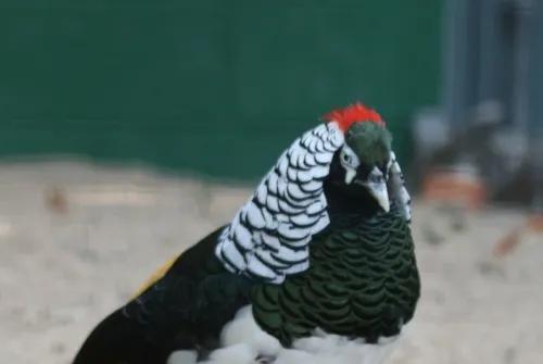 白腹锦鸡的头顶，只有一小撮红色的羽毛。图片：Sylfred1977/Wikimedia Commons