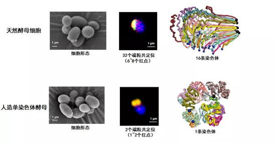 图2：野生型酿酒酵母与人造单染色体酵母SY14的细胞形态及染色体三维结构对比