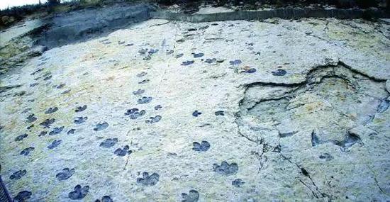 图3 恐龙群体行走的足迹化石