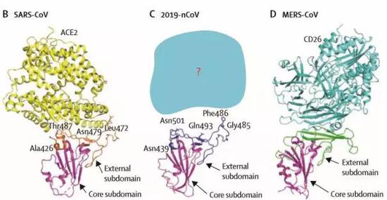 图4：SARS-CoV （B）、2019-nCoV （C）和MERS-CoV （D）受体结合域的结构比较。核心子域为洋红色，SARS-CoV、2019-nCoV和MERS CoV的外部子域分别为橙色、深蓝色和绿色。受体结合位点的SARS-CoV和2019-nCoV之间的可变残基以棒状突出显示