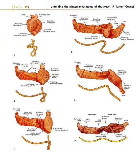 Anatomy， a RegionalAtlas of the Human Body中对心肌带的图示。