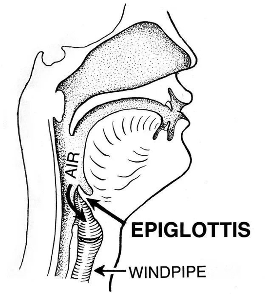 科学探索|一半食物一半海水，鲸鱼用餐时不被“淹死”的秘密找到了
