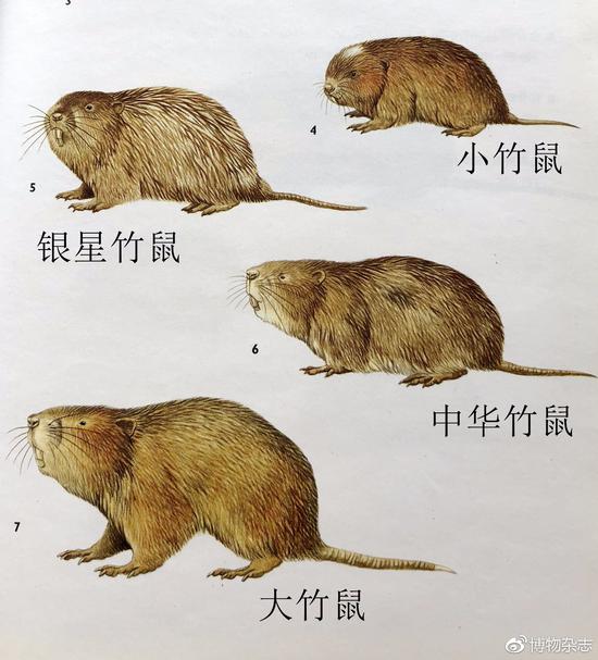 水没喝够会中暑但是竹鼠真的会中暑吗? 中国的四种竹鼠图鉴。来源:《中国兽类野外手册》