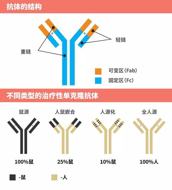 各种类型抗体的结构