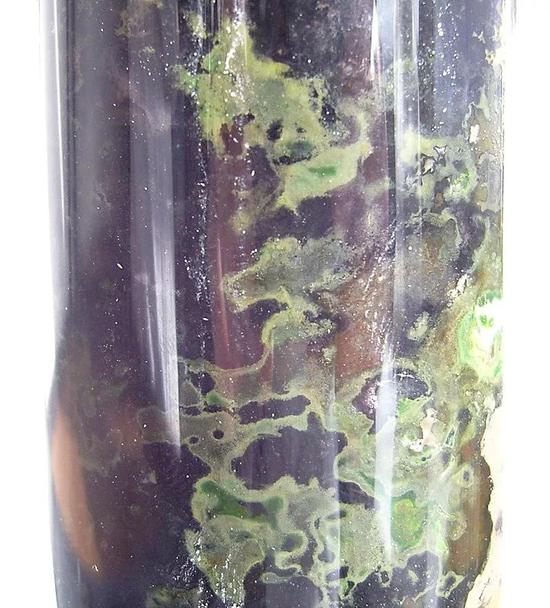 Winogradsky 管柱中的绿硫细菌。| 图片来源：Wikipedia