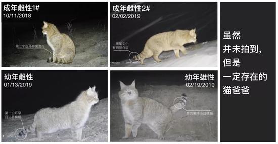 「新浪科技综合」不在荒漠的荒漠猫新浪科技综合2020-08-04 10:02:480阅