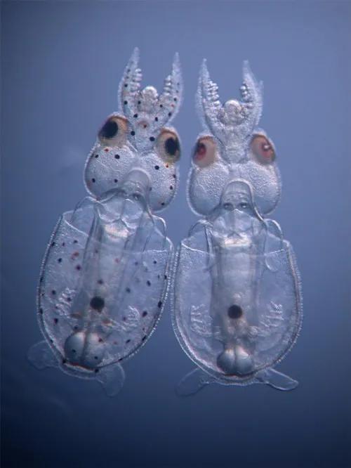 「新浪科技综合」基因魔剪版鱿鱼出世，神经研究更上层楼新浪科技综合2020-08-21 11:53:330阅