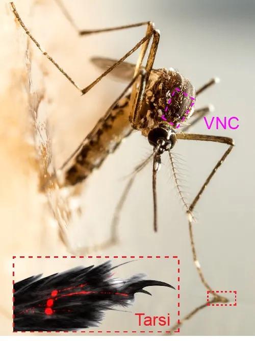 蚊子的腹神经索（紫色）所在位置丨mosquitolab.zoology.ubc.ca/research