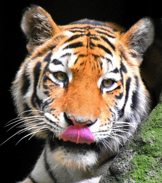 旗舰物种——东北虎 （Panthera tigris tigris）丨Wikimedia Commons，Enio Pradofrom Campinas - SP /CC BY-SA 2.0（https：//creativecommons.org/licenses/by-sa/2.0）