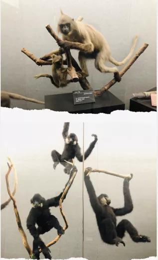 上图为长尾叶猴，下图为北白颊长臂猿摄影：杨劲松
