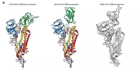 解析Science新冠病毒论文：S蛋白电镜图首次公布