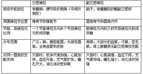 交感神经和副交感神经对比，图片来源：爱学网