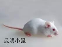 昆明小鼠