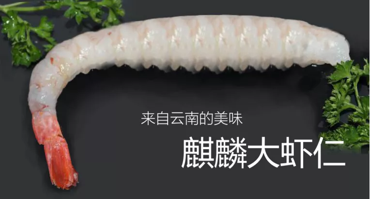 来自云南的麒麟虾，可惜没活到今天 图片来源：谭超