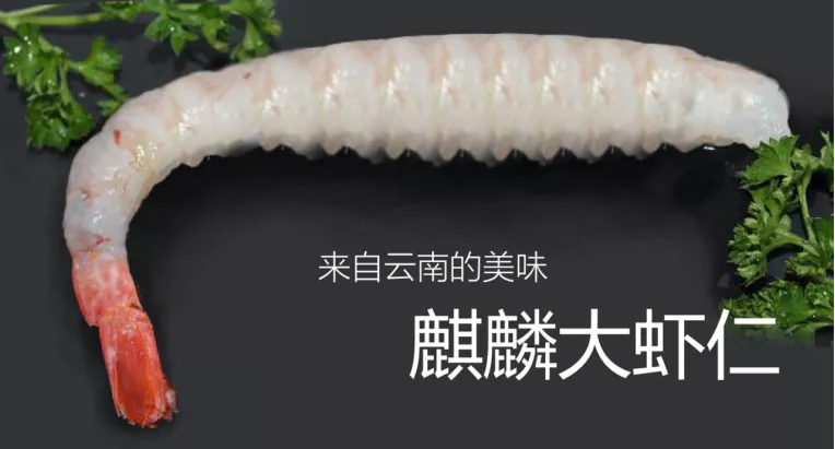 来自云南的麒麟虾,可惜没活到今天 图片来源:谭超