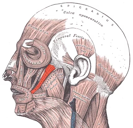 面部肌肉分布图，红色所示就是颧大肌 。