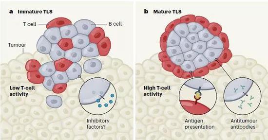  ▲肿瘤微环境中的B细胞也能发挥抗击肿瘤的作用（图片来源：参考资料[4]）