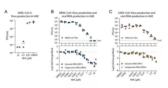 ▲该分子在细胞实验中，可有效抑制新冠病毒、SARS病毒、以及MERS病毒的复制（图片来源：参考资料[1]）