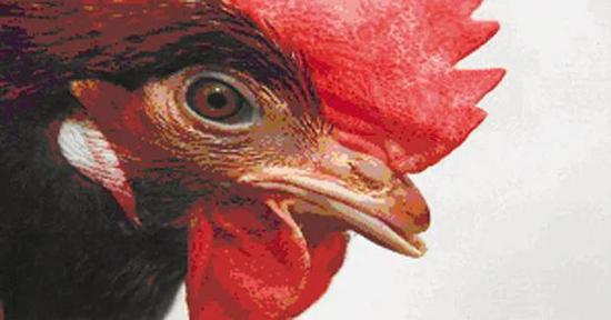 [环球科学]大型养鸡场为何总那么昏暗？那是为了避免可怕的事发生啊环球科学2020-08-18 09:52:240阅