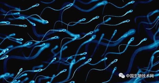45年 男性精子数量 归零 听听哈佛科学家怎么说 精子 新浪科技 新浪网 45年 男性精子数量 归零 听听哈佛科学家怎么说 精子 新浪科技 新浪网