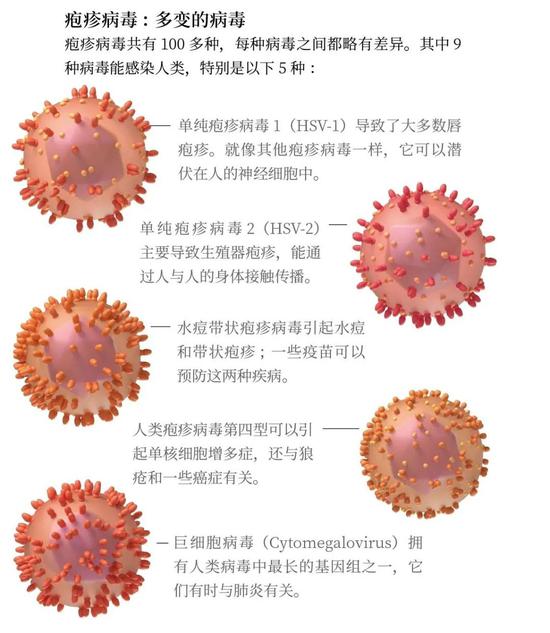 人类的病毒组 我们的身体里充满了来来去去以及能在人体内待上数年的病毒。一些病毒科如疱疹病毒科,可引起多种疾病。