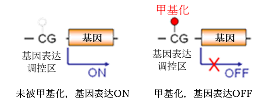 DNA甲基化对基因表达的调控 图片来源：作者提供