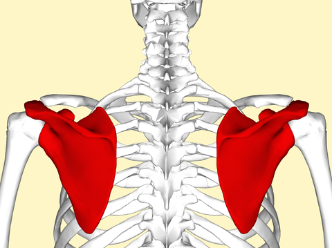 正常肩胛骨大致是三角形，位于第2~7肋骨之间，内侧缘距离脊柱外侧约6厘米 | wikimedia