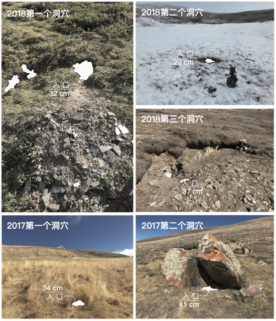 「新浪科技综合」不在荒漠的荒漠猫新浪科技综合2020-08-04 10:02:480阅