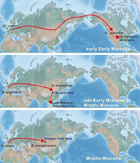 犬熊属在欧亚北美之间的迁徙，更替示意图。