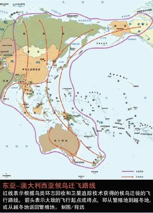 东亚-澳大利西亚候鸟迁飞路线经过中国大部分地区。