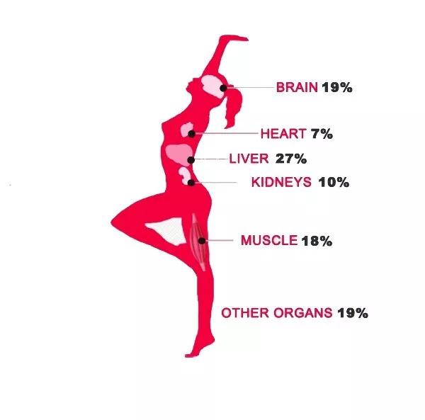 静止状态下，人体各器官消耗的能量占比。可以看出，肝脏（liver）自己就占去了能量总消耗的27%，因为它负责为整个身体产热加温。图片来源：https：//fitwithme.org/2015/06/02/basal-metabolism/