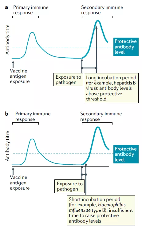 针对复制速度慢的病毒，第二次激发的免疫反应有足够的时间让抗体达到保护水平（a），复制速度快的病毒，第二次激发的免疫反应可能没有足够的时间让抗体达到保护水平（b）