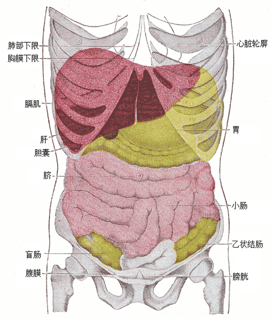 腹腔器官位置图高清图片