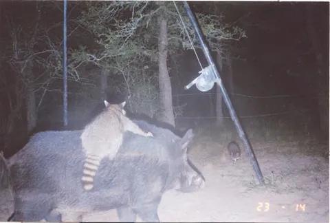 长大了野起来就敢骑野猪