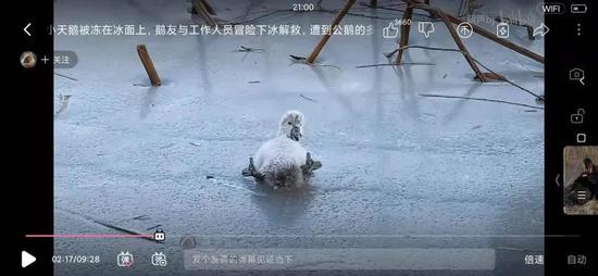 黑天鹅宝宝被冻在了冰上。来源：bilibili视频截图；拍摄：葫芦bj