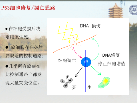 P53细胞突变是目前对癌症发病机制为数不多的了解之一。（来源：报告PPT）