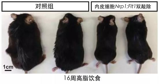  16周高脂饮食喂养后的小鼠。左一与左二：对照组小鼠。右一与右二：NRP1和FLT1双突变小鼠。突变体小鼠比对照组小鼠“苗条”很多。图片来源：参考文献[1]