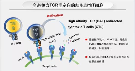 图5。高亲和力TCR重定向的细胞毒性T细胞