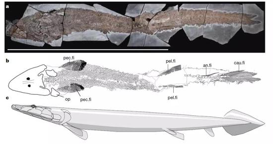 希望螈（Elpistostege watsoni）标本及复原图（图片来源：Cloutier et al。， 2020）