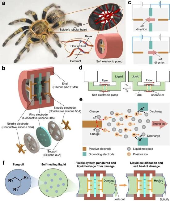 图 | 柔性电液泵的结构、原理以及自愈（来源：受访者）
