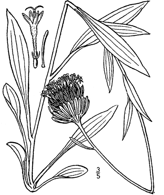 芭拉扣属植物。图片来源：wikipedia