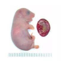  删除7个印记基因后，周琪团队终于得到了外貌比较正常的孤雄小鼠（右侧是它的胎盘）。图片来源：参考文献[10]