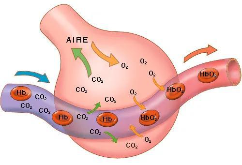 肺泡与毛细血管之间交换氧气和二氧化碳的示意图