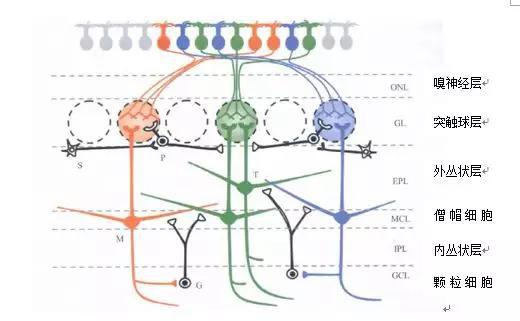 哺乳动物嗅球内细胞的分层结构：M代表僧帽细胞， T代表丛状细胞， S代表短轴突细胞， P代表球周细胞， G代表颗粒细胞（图片来源：中国知网）